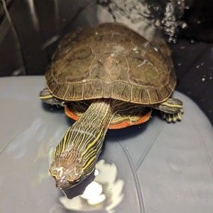 Meet your Posher, Joanna